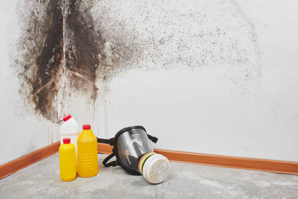 Trusted Landis, NC Mold Remediation Experts