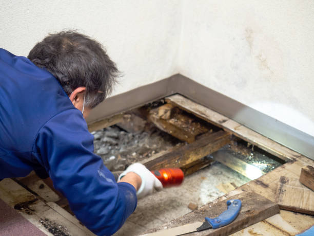 Best Localized Mold Remediation (e.g., coastal areas, humid climates) in Landis, NC