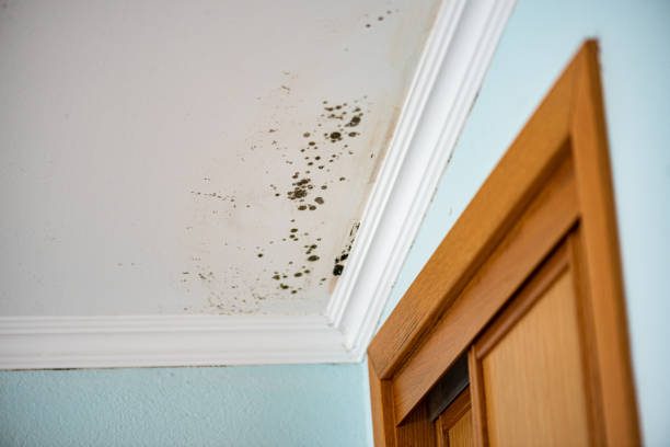 Best Residential Mold Remediation in Landis, NC