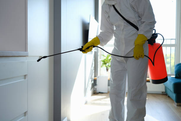 Best Black Mold Remediation in Landis, NC