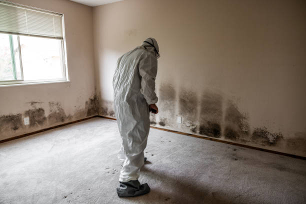 Best Emergency Mold Remediation in Landis, NC