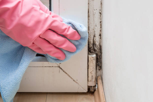 Best Residential Mold Remediation in Landis, NC